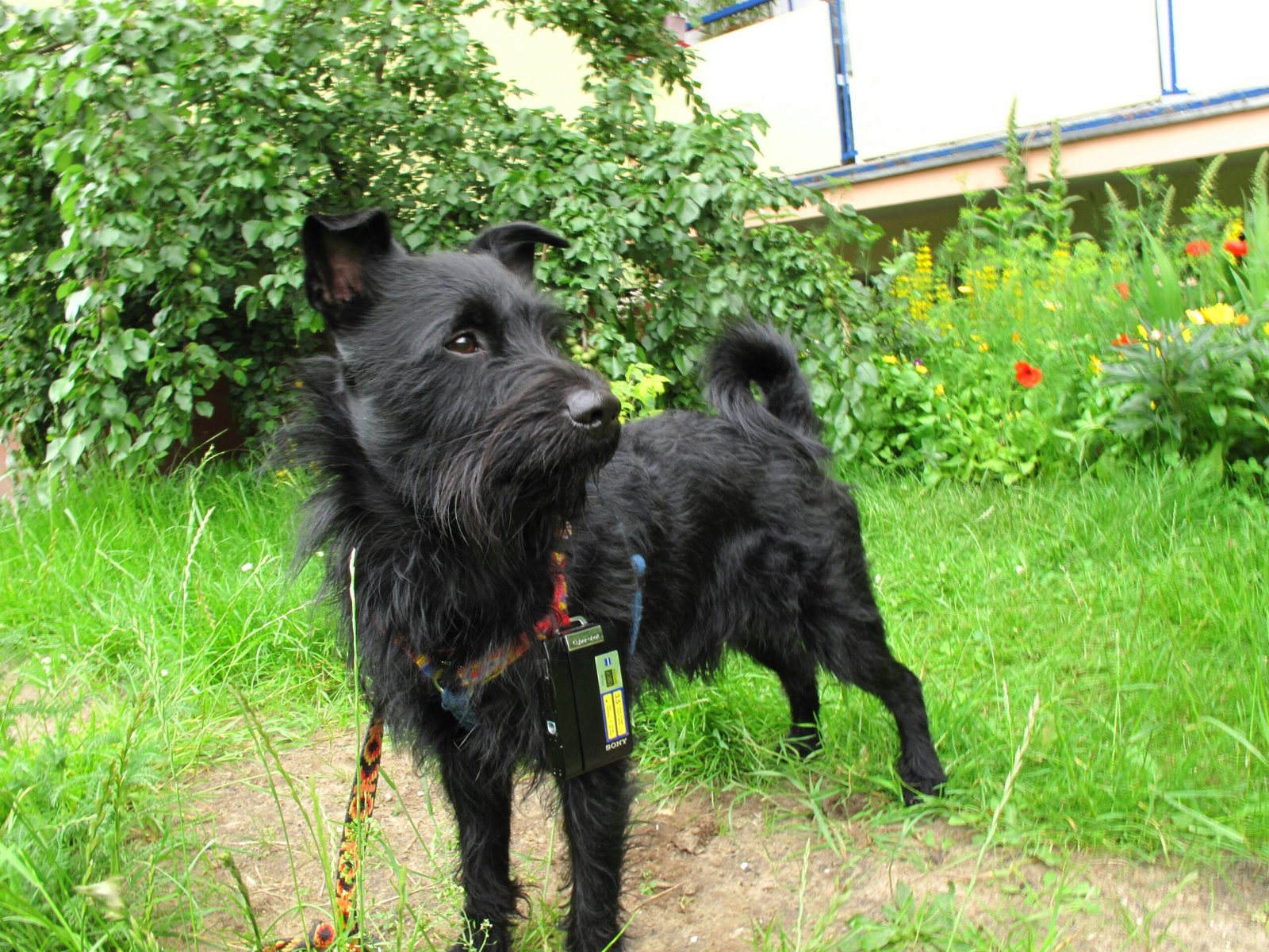 Dog GPS Tracker: How to Keep Your Pet Safe and Easy to Find