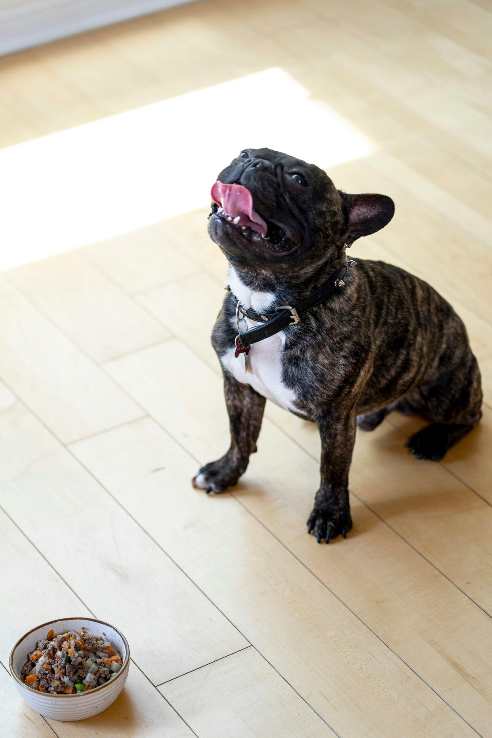 The Best Dog Food for French Bulldogs with Sensitive Stomachs